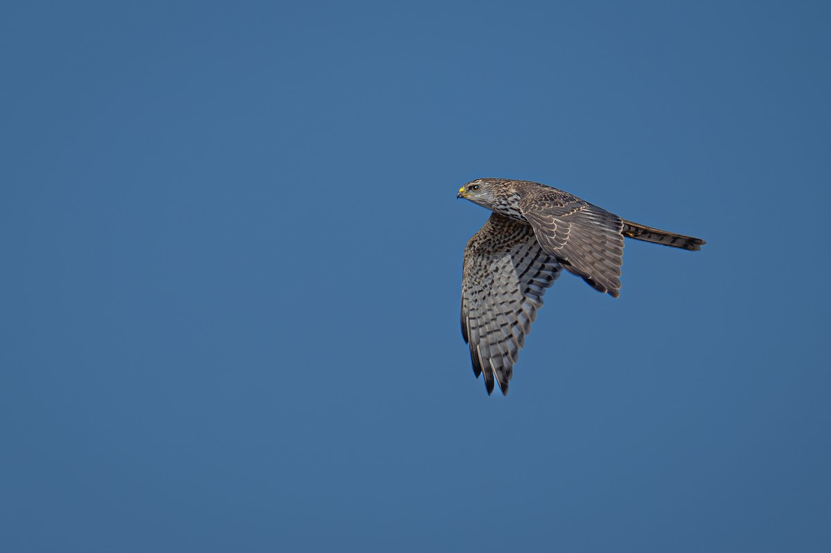 Levant Sparrowhawk - Uriel Levy