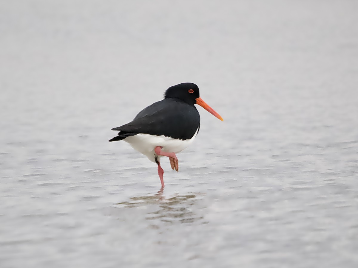 Pied Oystercatcher - Allan Johns