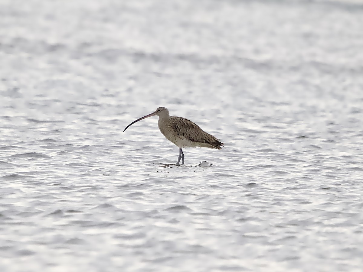 Far Eastern Curlew - ML624147626