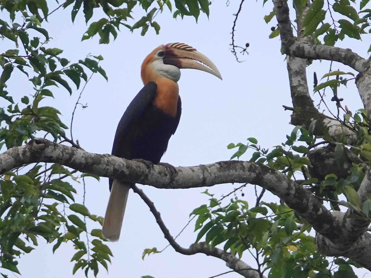 Blyth's Hornbill - ML624147639