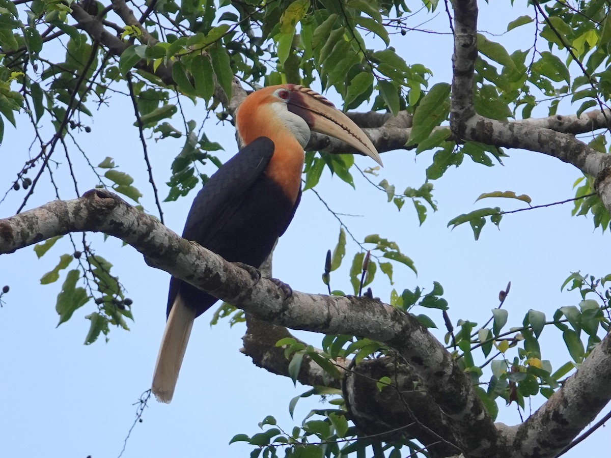 Blyth's Hornbill - ML624147640