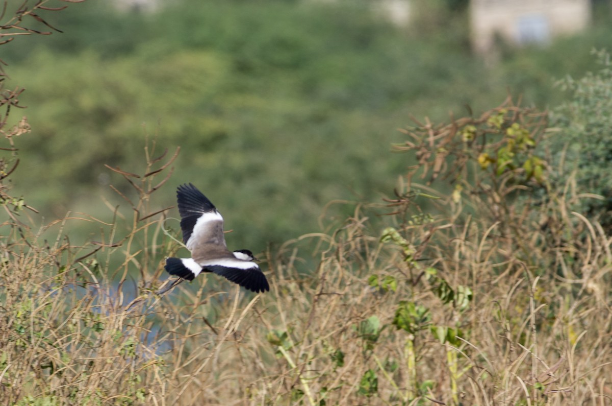 Spur-winged Lapwing - ML624147641