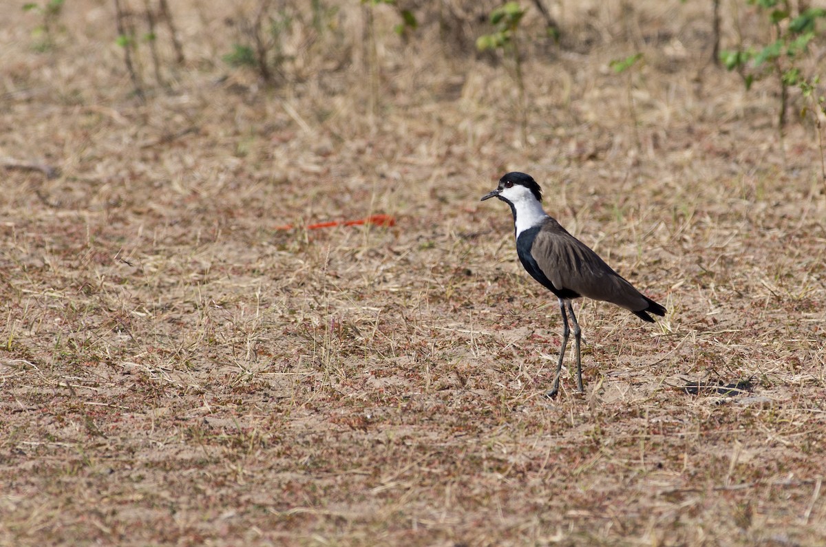 Spur-winged Lapwing - ML624147642