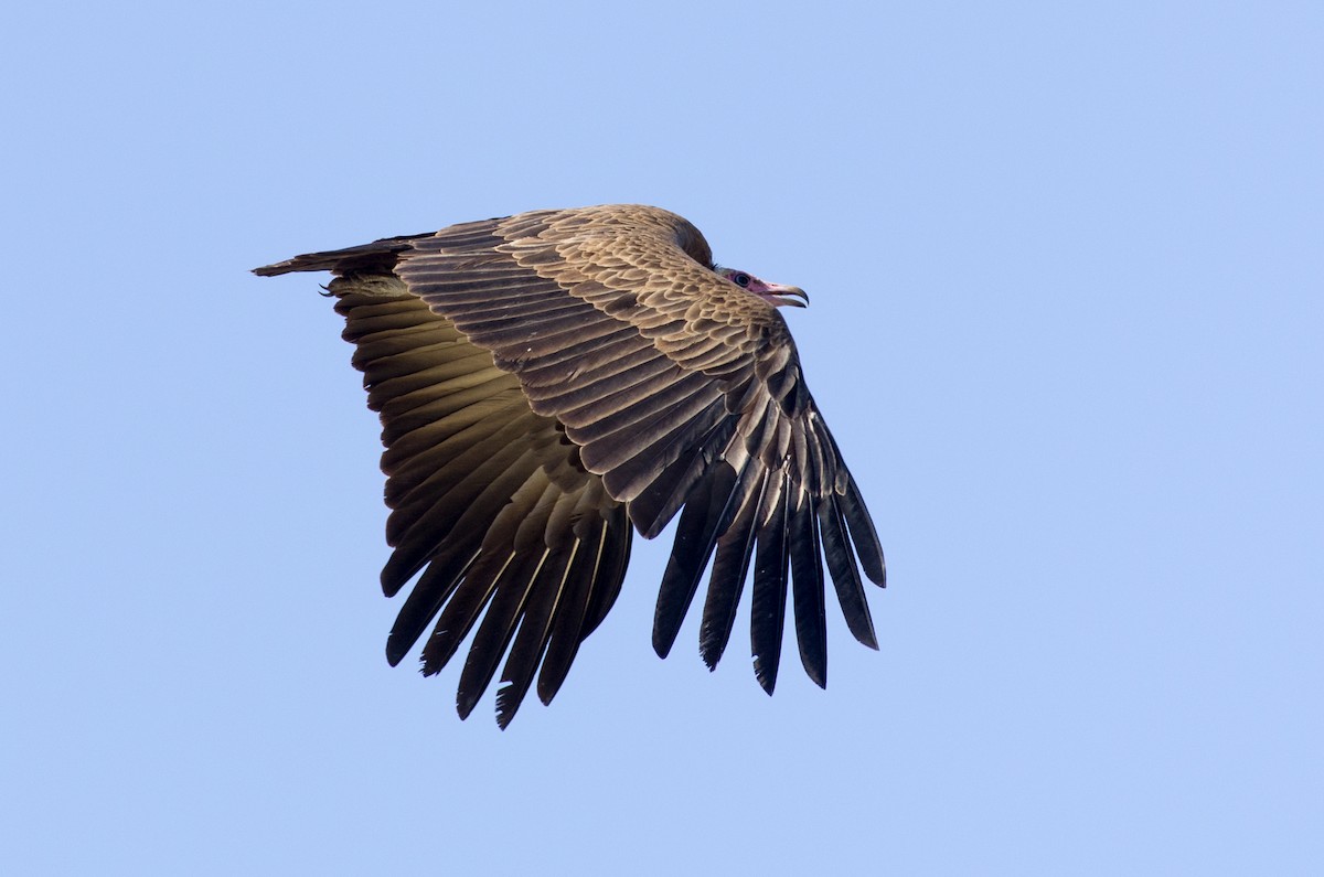 Hooded Vulture - ML624147644