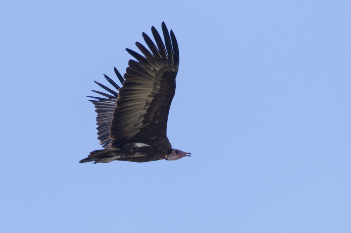 Hooded Vulture - ML624147645