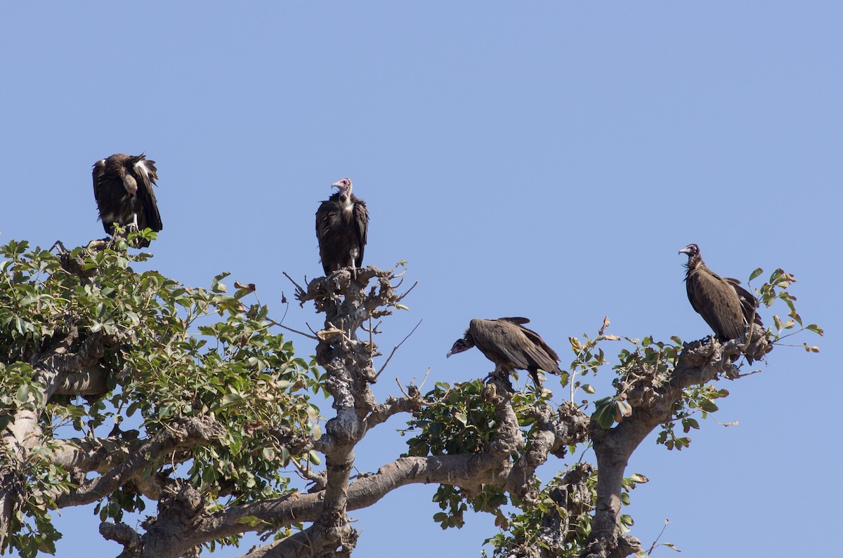 Hooded Vulture - ML624147646