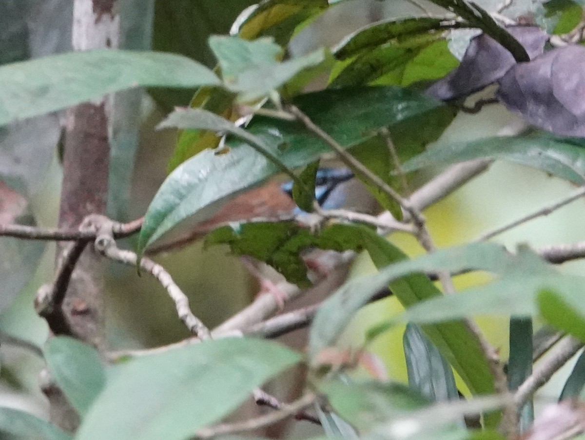 Campbell's Fairywren - ML624147647