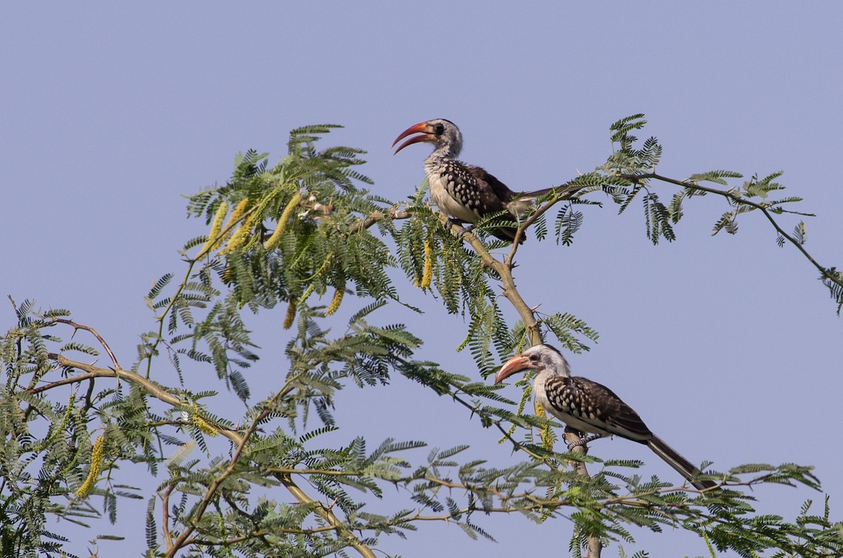 Western Red-billed Hornbill - ML624147650