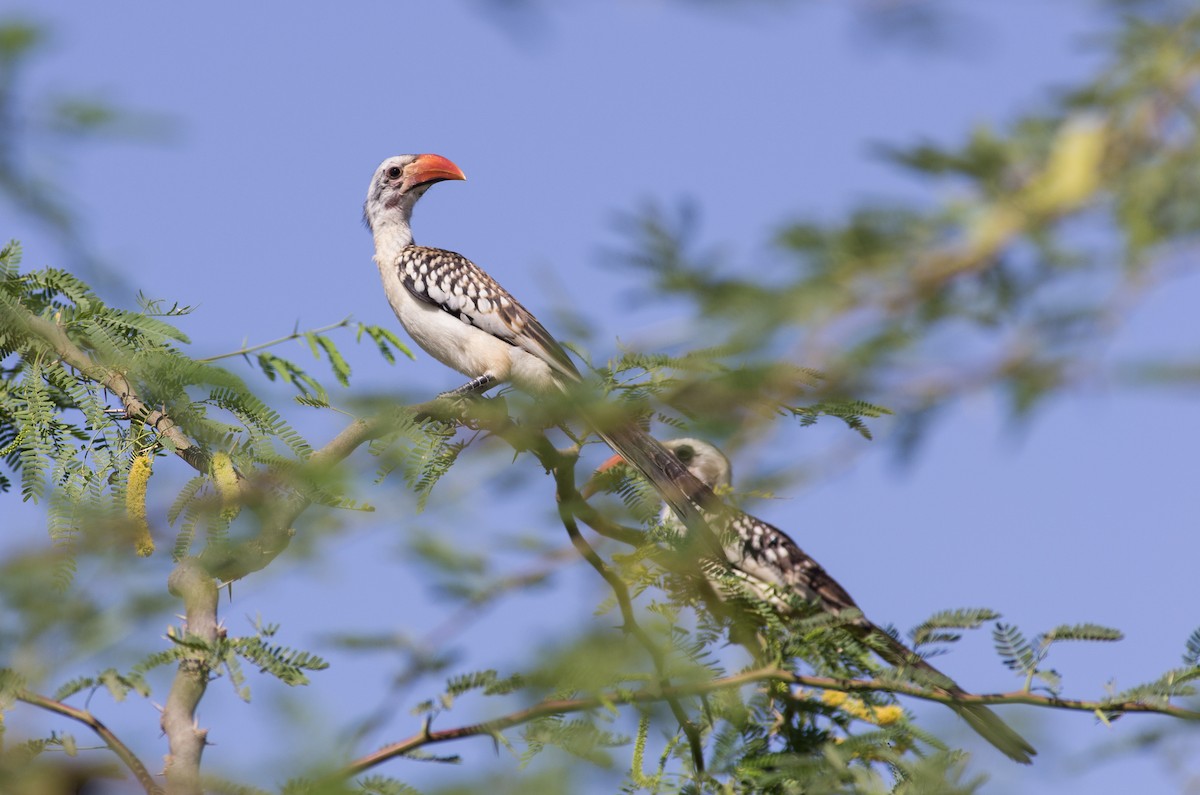 Western Red-billed Hornbill - ML624147651