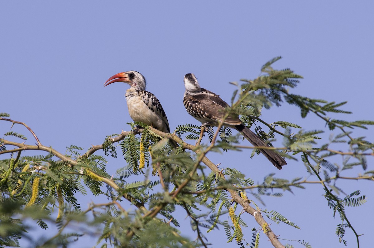 Western Red-billed Hornbill - ML624147653