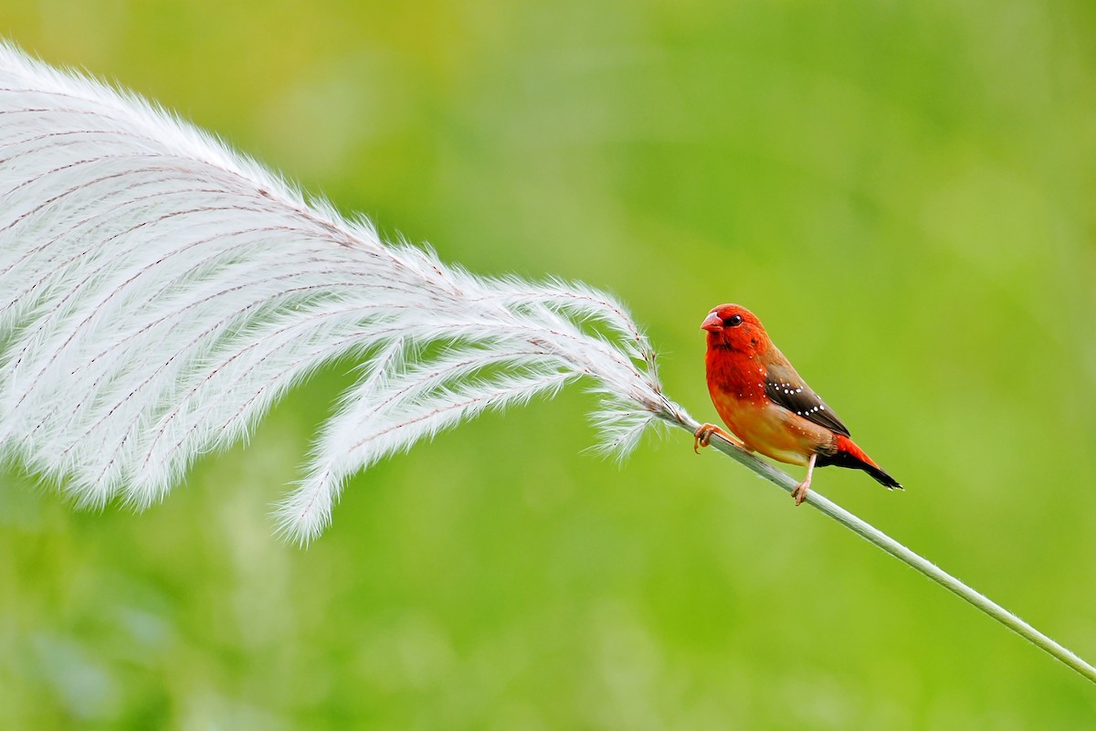 Red Avadavat (Yellow-bellied) - Leijun Zhuang