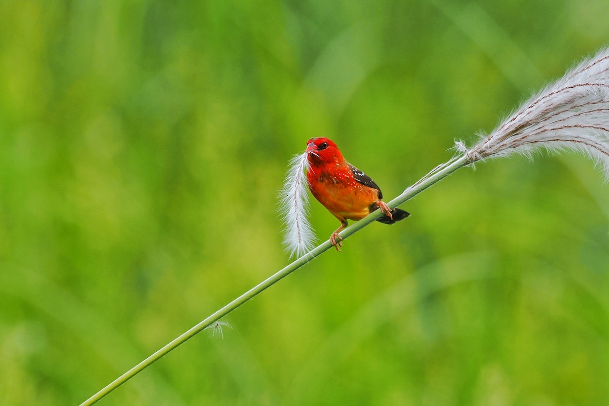 Red Avadavat (Yellow-bellied) - Leijun Zhuang