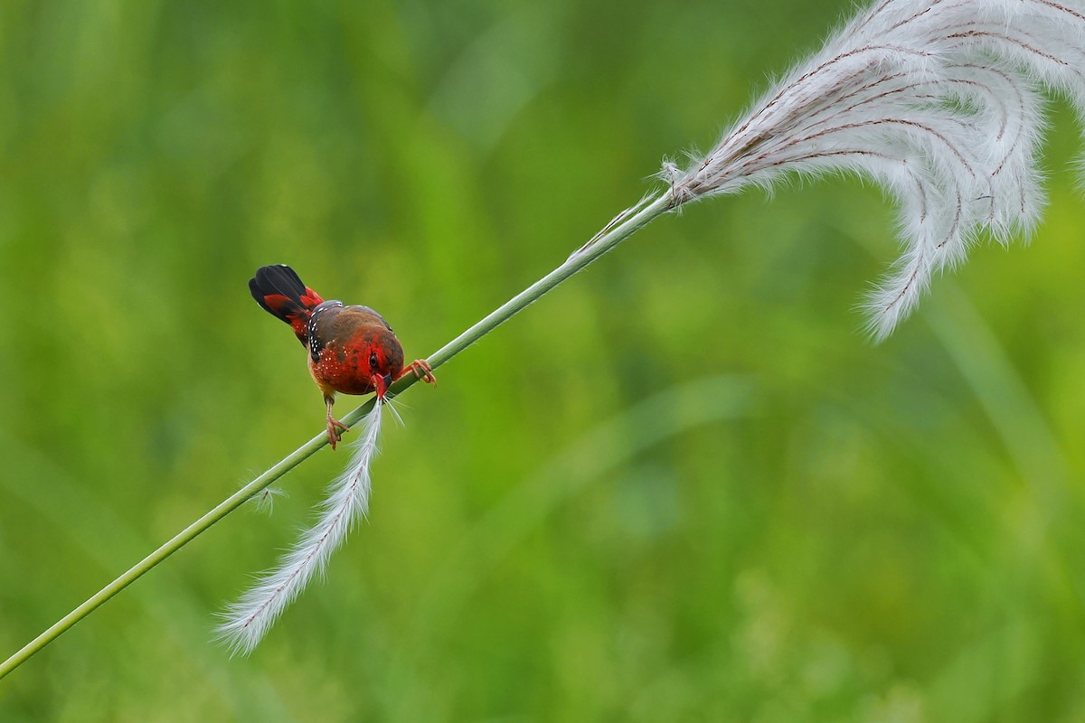 Red Avadavat (Yellow-bellied) - Leijun Zhuang