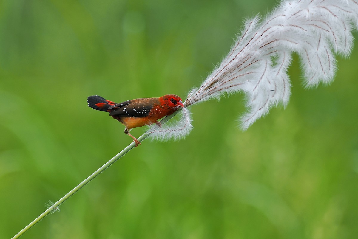 tygříček tečkovaný (ssp. flavidiventris) - ML624147674