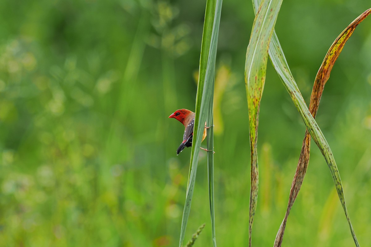 Red Avadavat (Yellow-bellied) - ML624147679