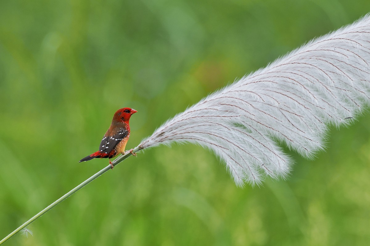 Red Avadavat (Yellow-bellied) - ML624147680