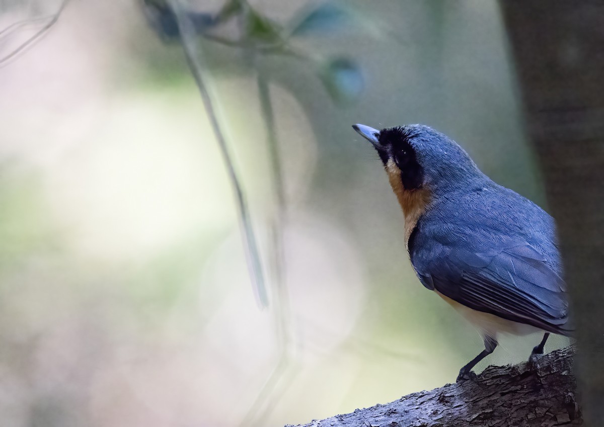 Spectacled Monarch - ML624147708