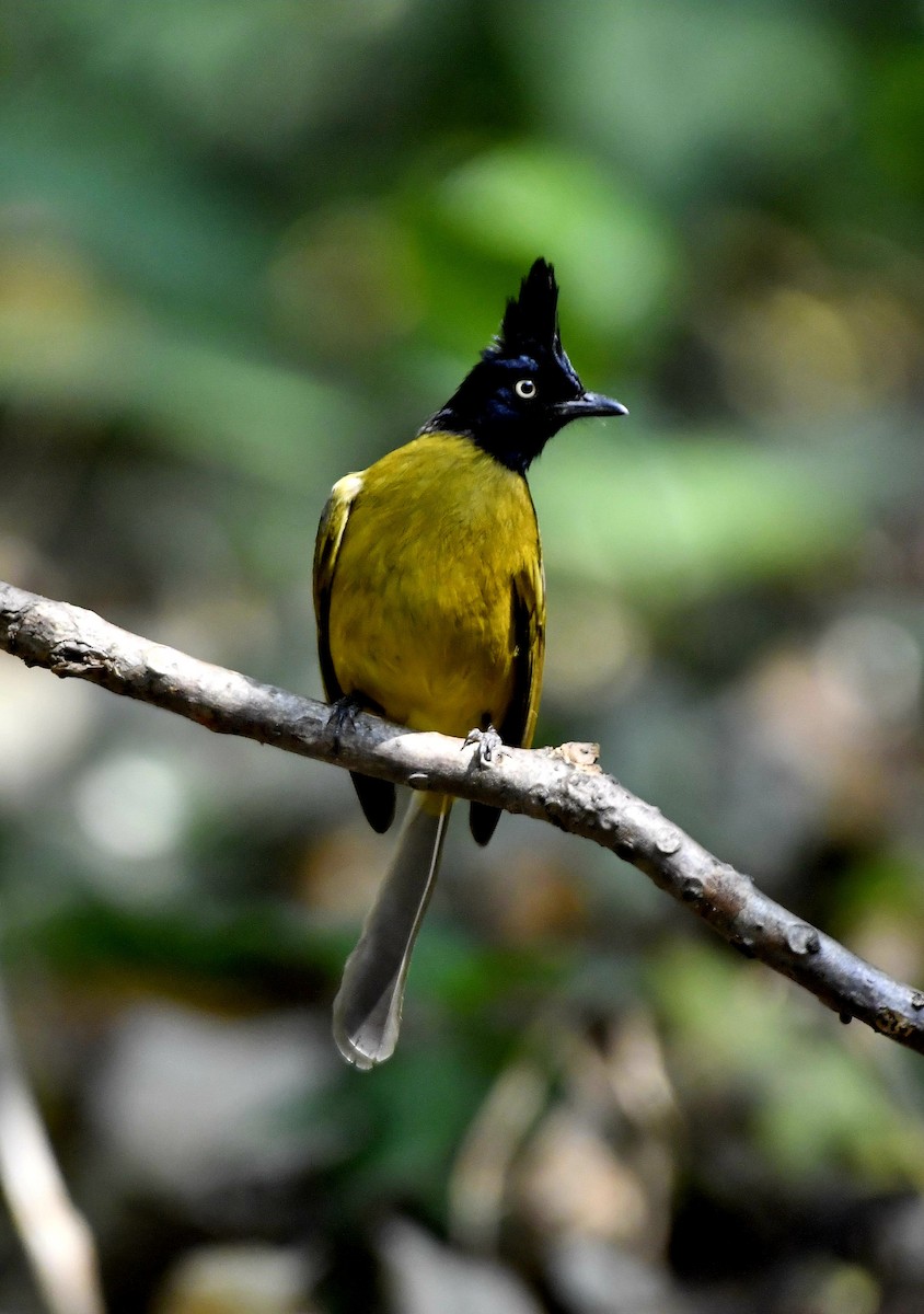 Bulbul à huppe noire - ML624147721