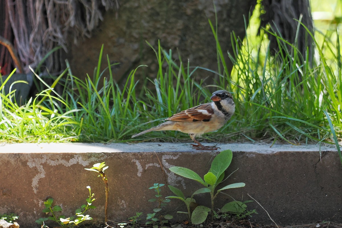 House Sparrow (Indian) - ML624147780