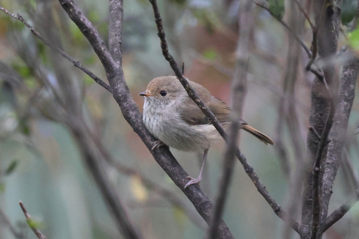 Brown Thornbill - ML624147797