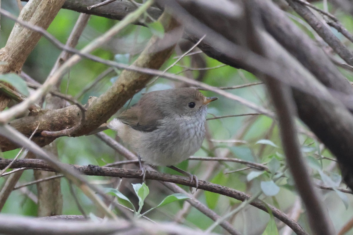 Brown Thornbill - ML624147799