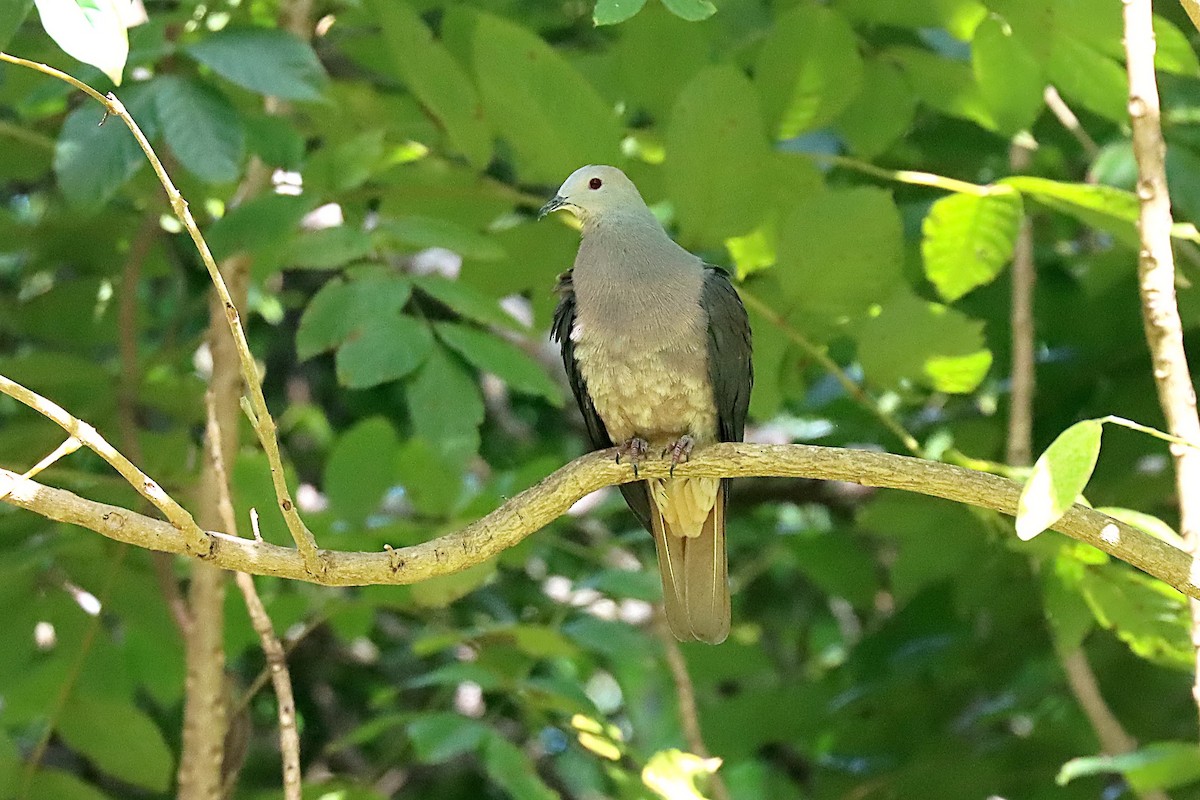 Barking Imperial-Pigeon - ML624147802