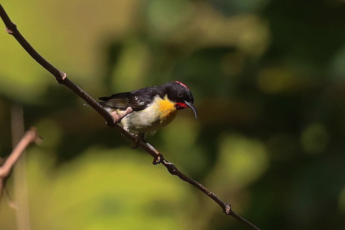 Sulphur-breasted Myzomela - ML624147809