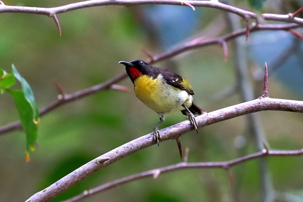 Sulphur-breasted Myzomela - ML624147810