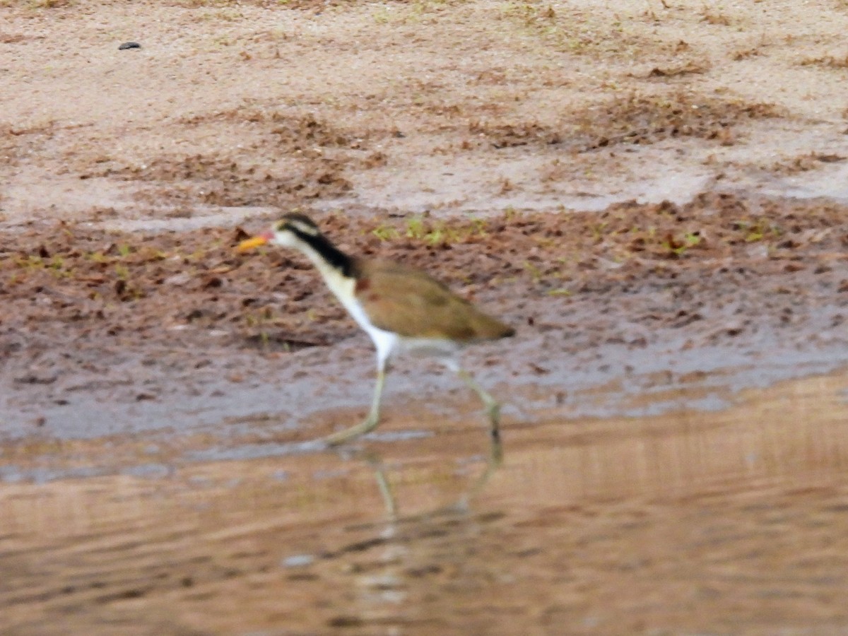 Jacana Suramericana - ML624147827