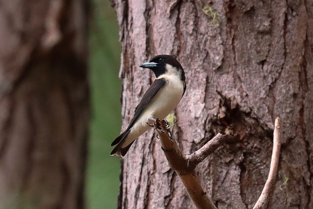 Fiji Woodswallow - Glen Valentine