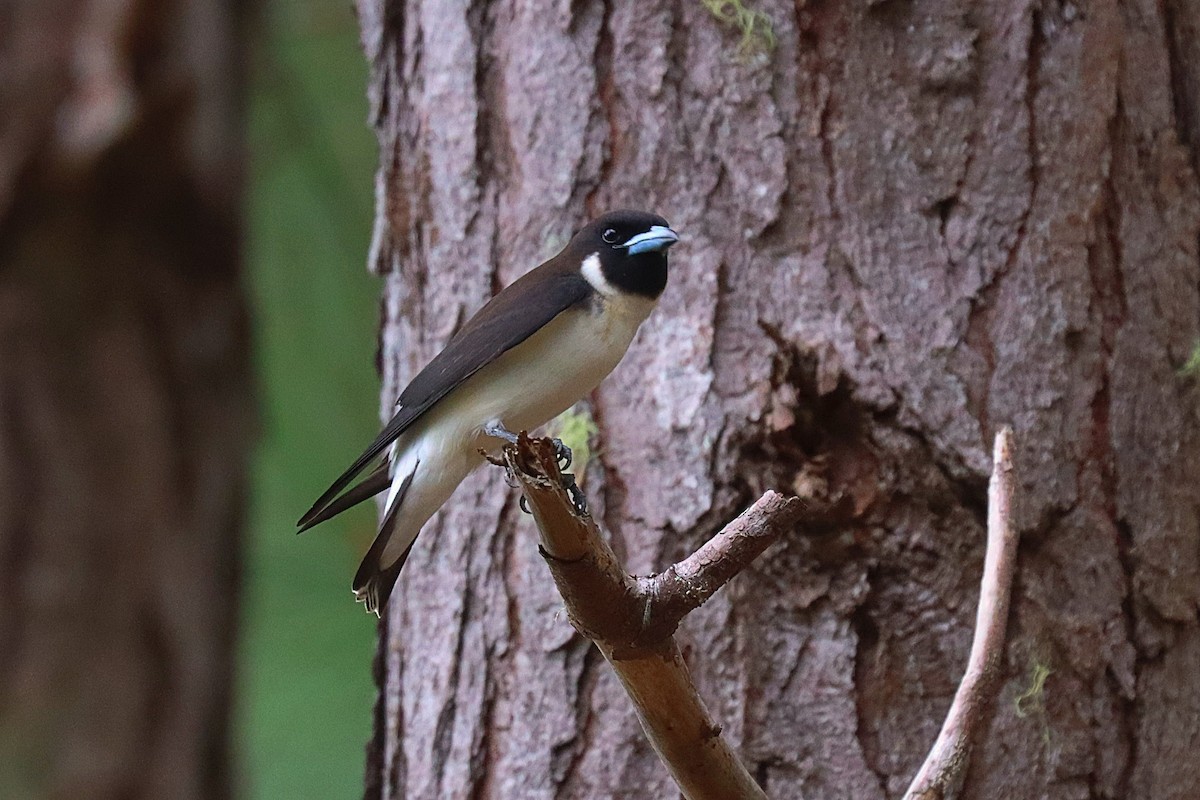 Fiji Woodswallow - ML624147831