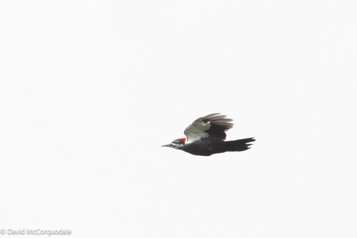 Pileated Woodpecker - ML624147833