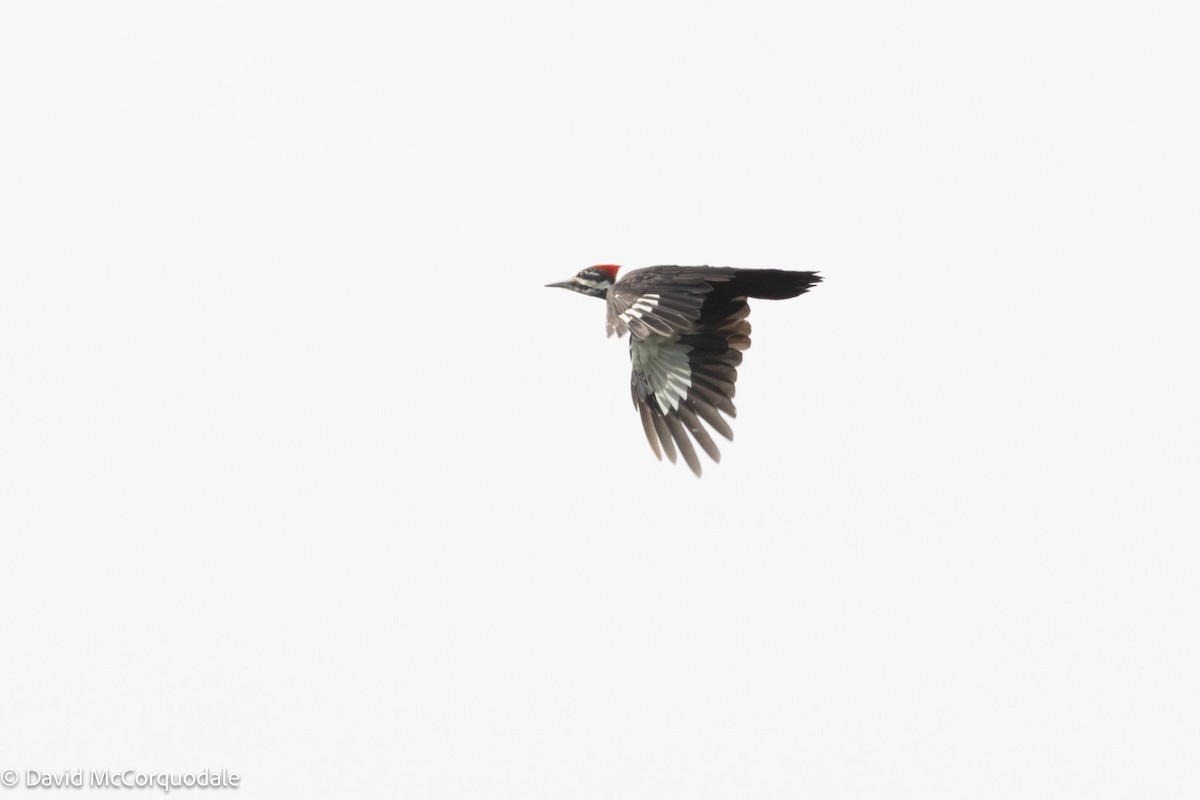 Pileated Woodpecker - ML624147835