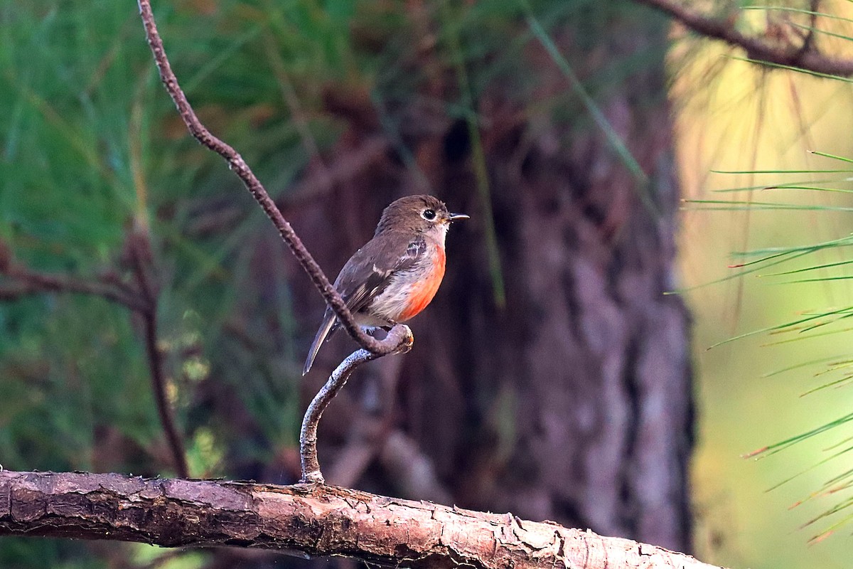 Pacific Robin - ML624147837