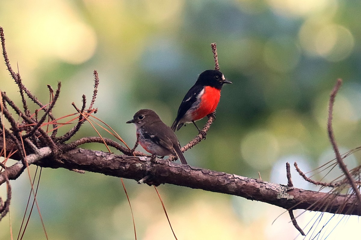 Pacific Robin - ML624147838