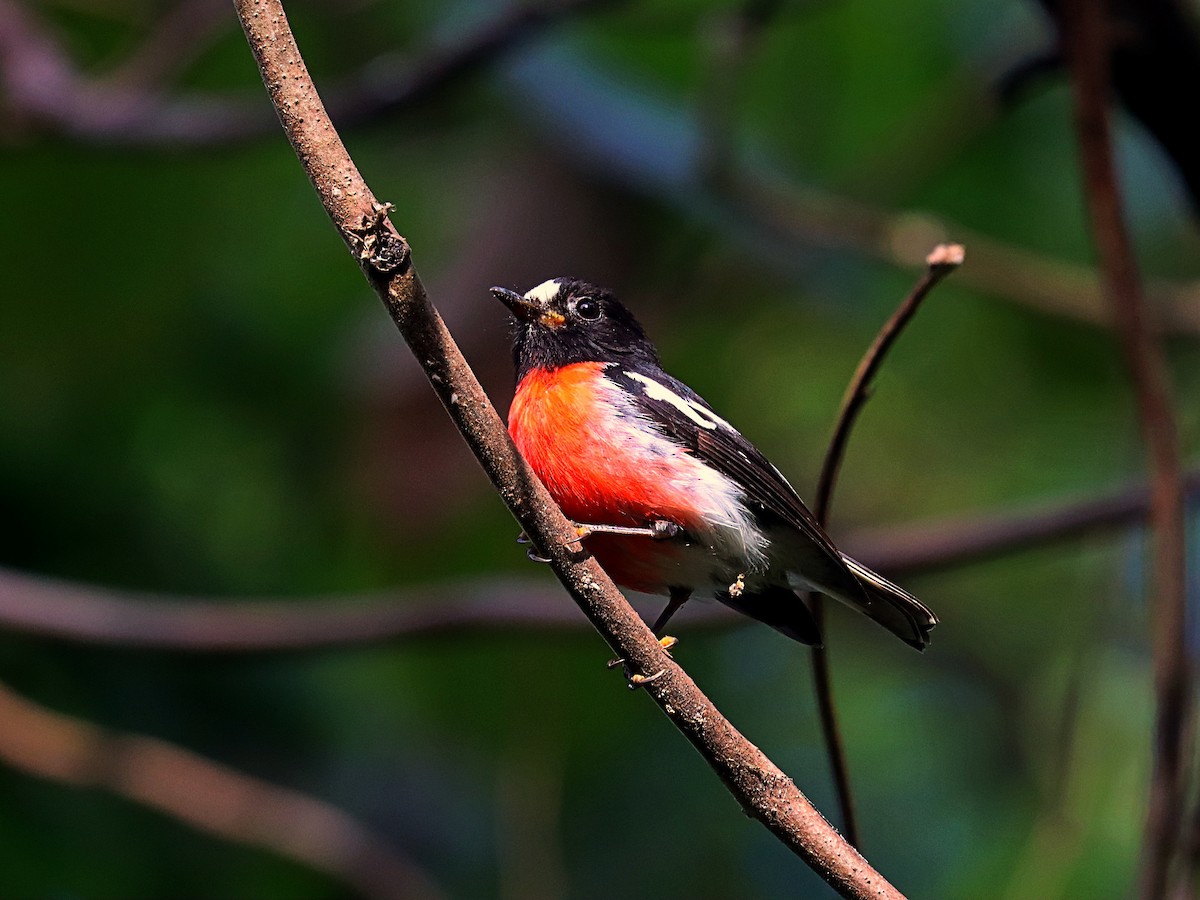 Pacific Robin - ML624147839