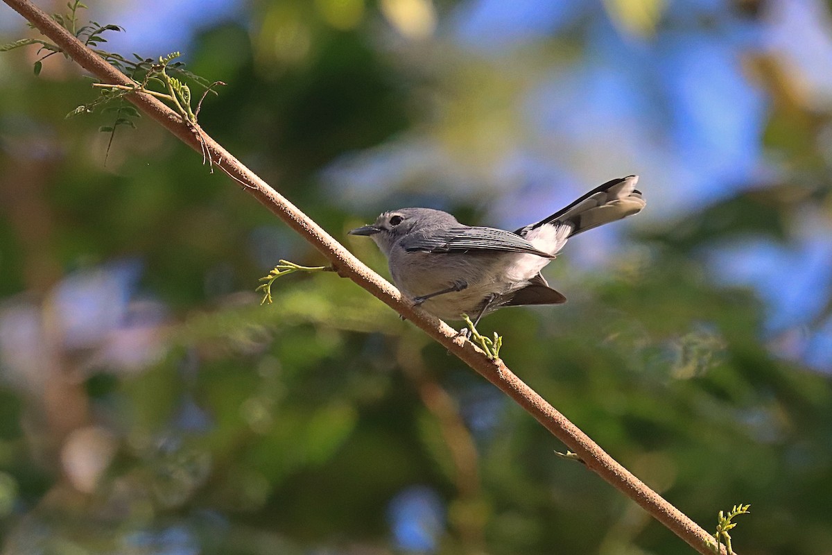 Slaty Monarch - ML624147846