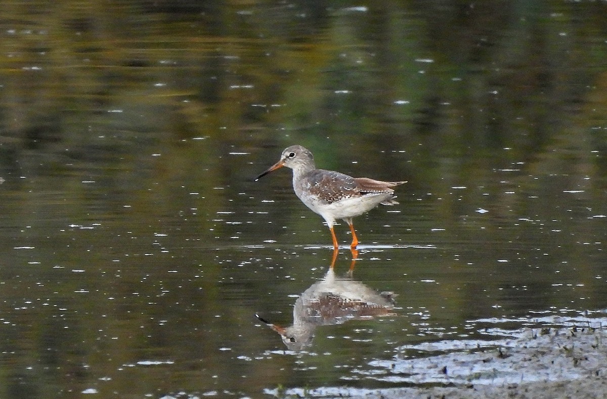 Common Redshank - ML624147847