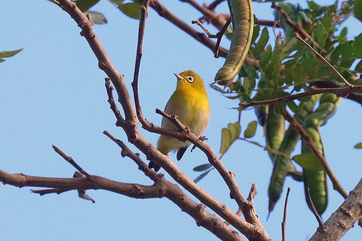 Fiji White-eye - ML624147859