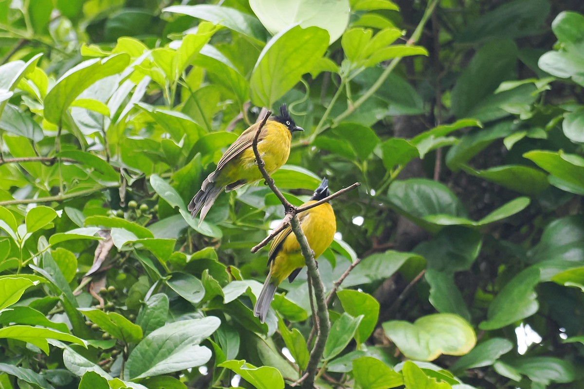 Black-crested Bulbul - Leijun Zhuang