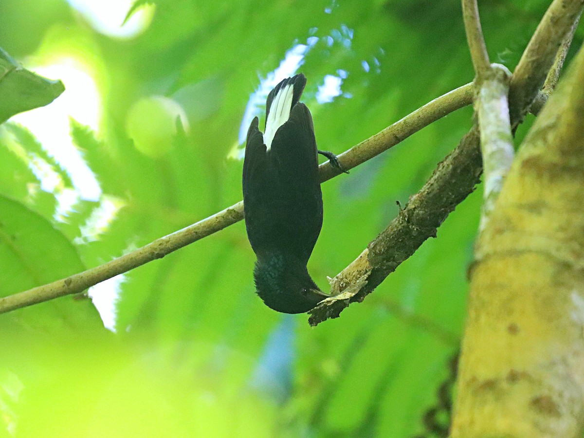 Natewa Silktail - ML624147921