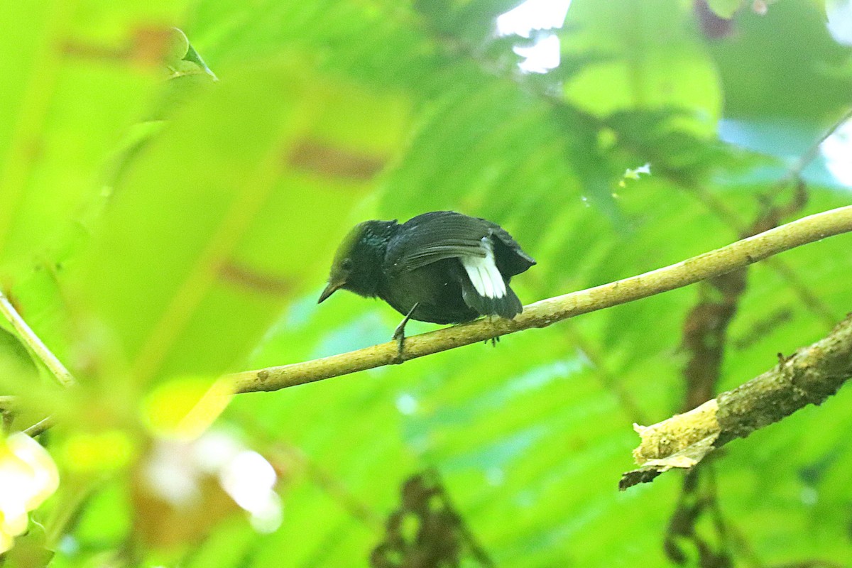 Natewa Silktail - ML624147922
