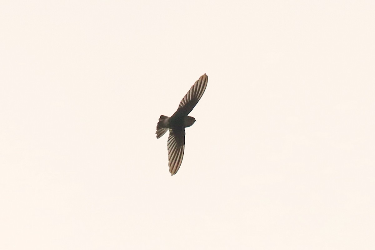 White-rumped Swiftlet - ML624147946