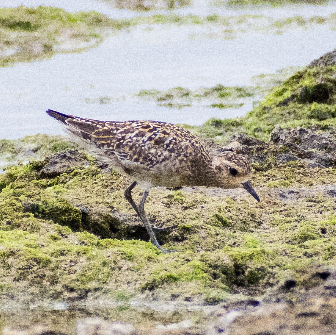 Chorlito Dorado Siberiano - ML624147967