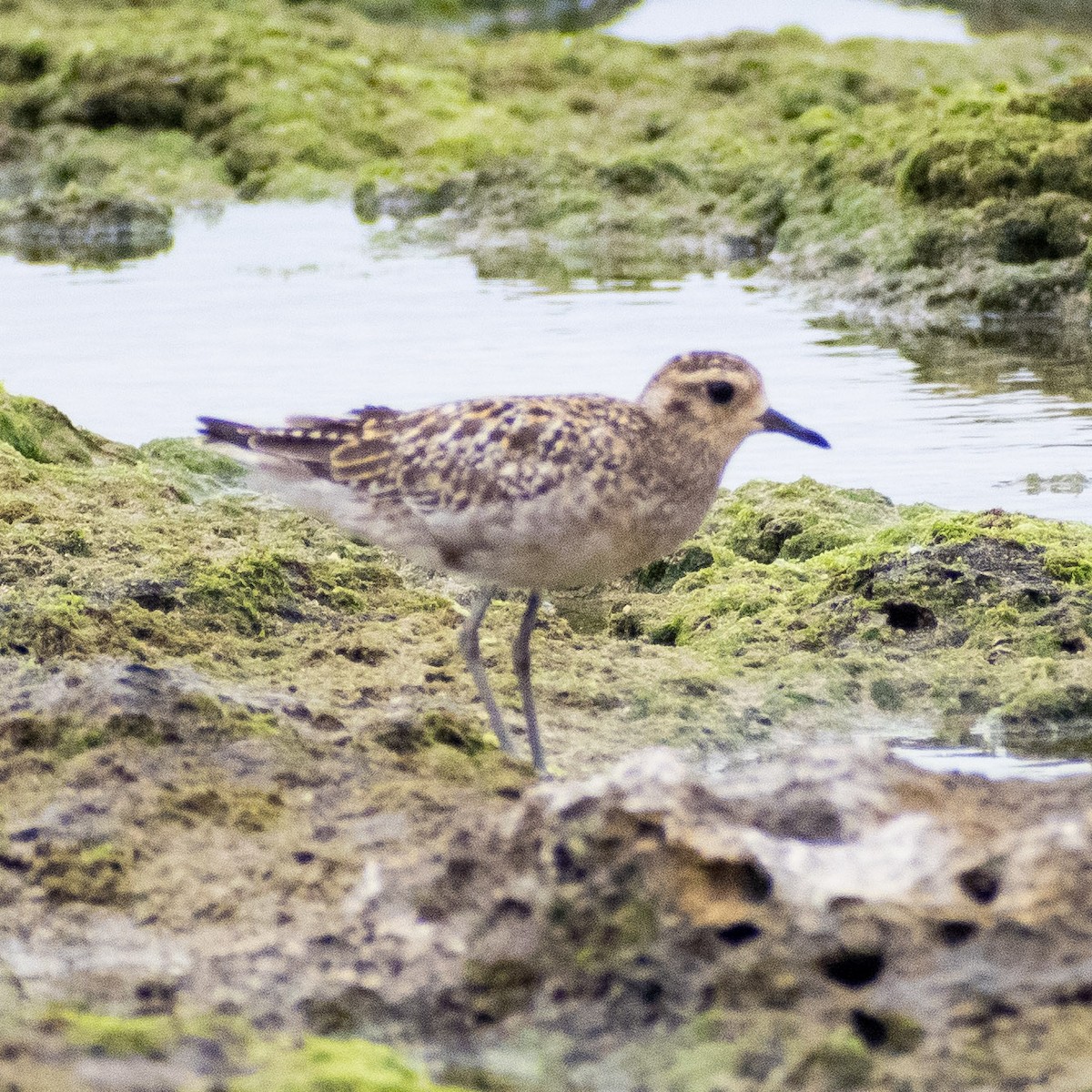 Pacific Golden-Plover - ML624147968