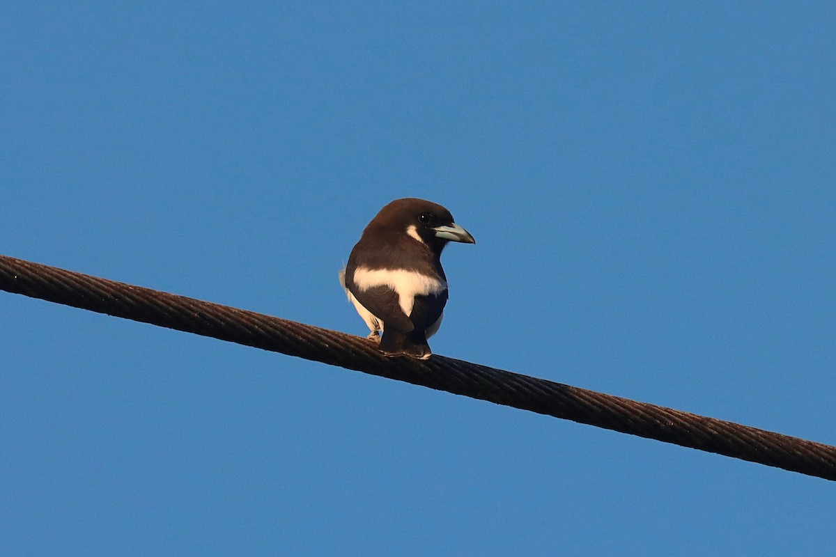 Fiji Woodswallow - ML624147974