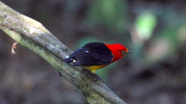 Manakin à queue barrée - ML624147977