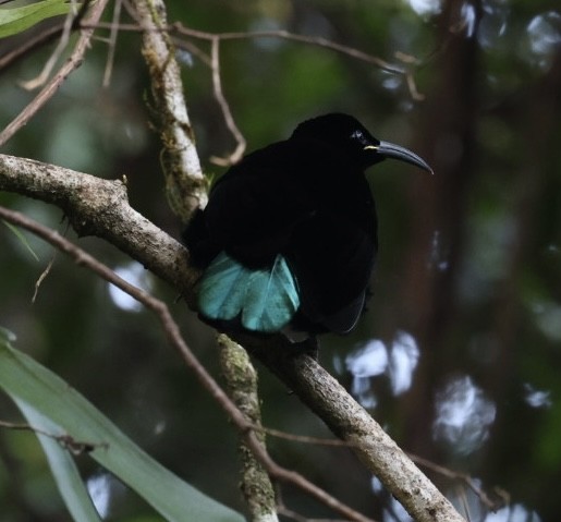 Paradise Riflebird - Chris Chapman