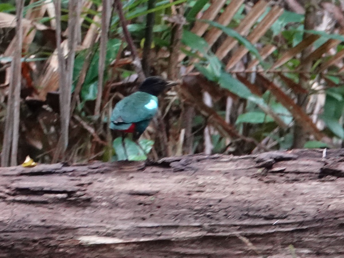 Eastern Hooded Pitta (Papuan) - ML624147986