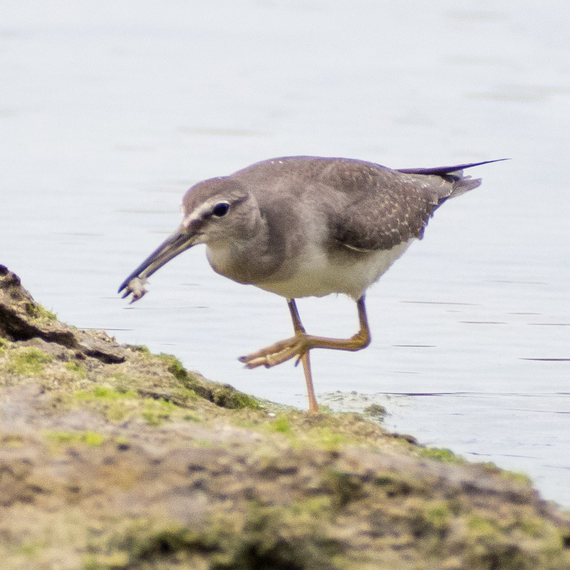 Gray-tailed Tattler - Liling Warren